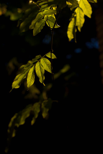 dark leaf