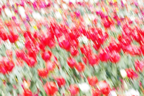 Canberra Floriade - Attempt at Impressionist style photos