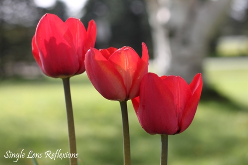 Red Tulips in a Row