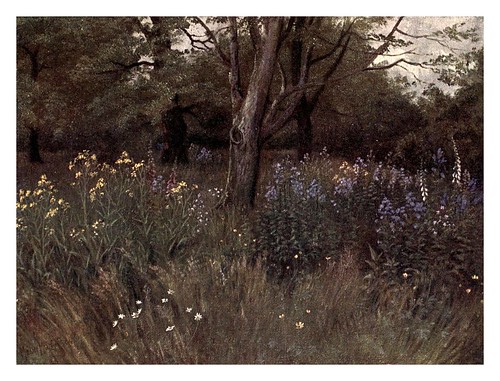 014-flores silvestres en el bosque de hayas-Kew gardens 1908- Martin T. Mower