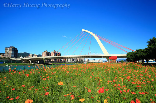 2_MG_6764-Bridge, Taipei, Taiwan 大直橋-波斯菊-花卉-橋樑-建築-河流-黃昏-夜景-台北市