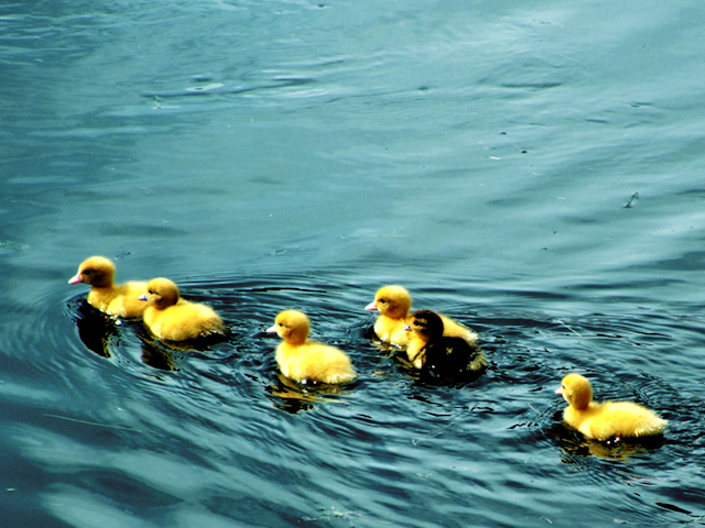 The duckies