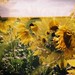 holga sunflowers