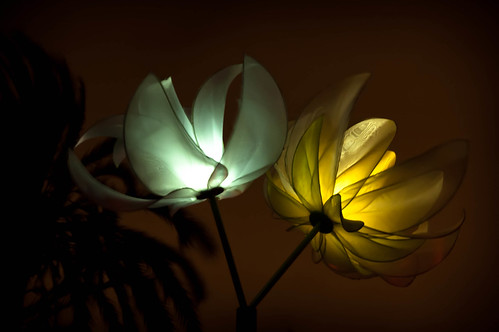 light flowers