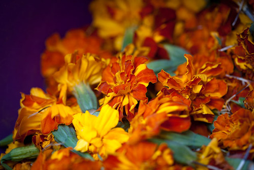 Marigolds for Dye'ing