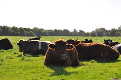 Cows Chilling Out