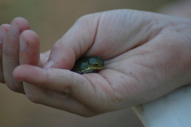 Little Frog 4