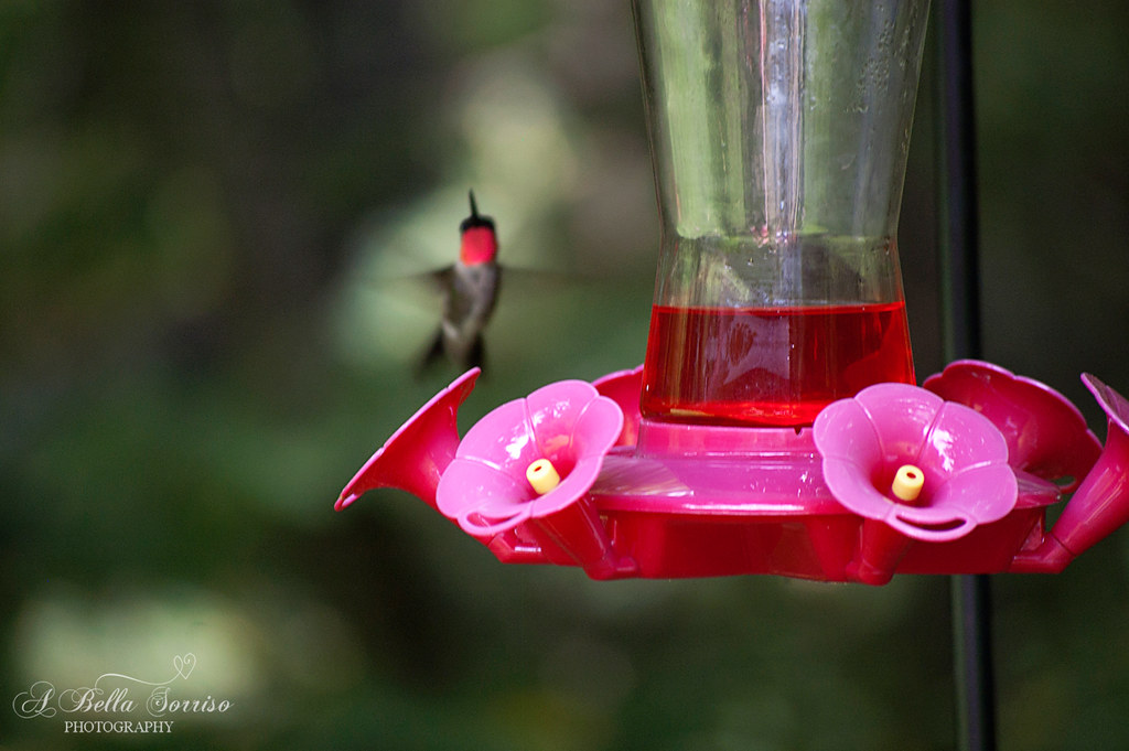 hummingbirds 06
