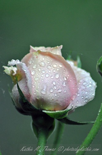 New Rose after the rain