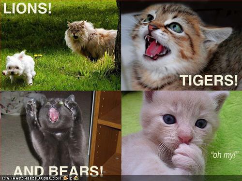 funny-pictures-lions-tigers-bears-cats