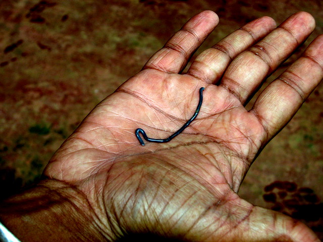 The hand of snakes - Leptotyphlops