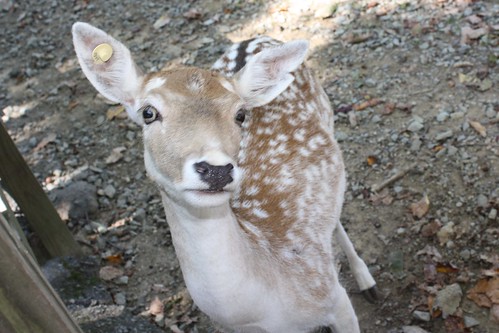 It's Bambi!
