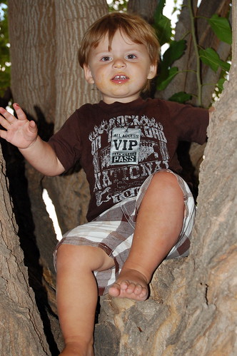 Harry Up The Tree