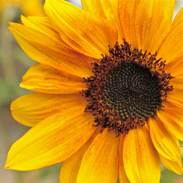 School Yard Sunflower