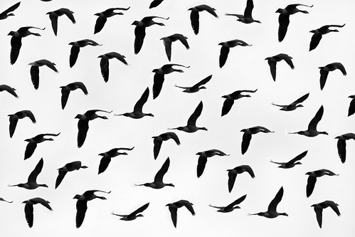 フリー写真素材|動物|鳥類|群れ・大群|モノクロ写真|