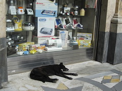Schlafender Hund in Neapel