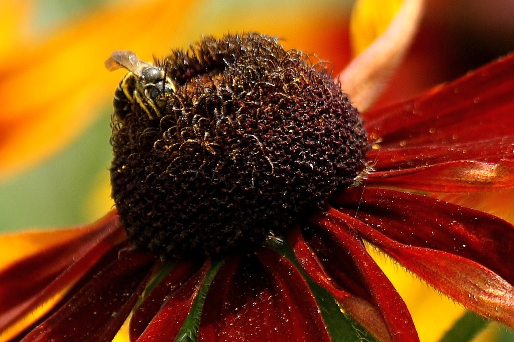Small wasp on coneflower (1)