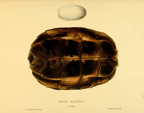 010-Emys Scabra anverso-Tortoises terrapins and turtles..1872-James Sowerby