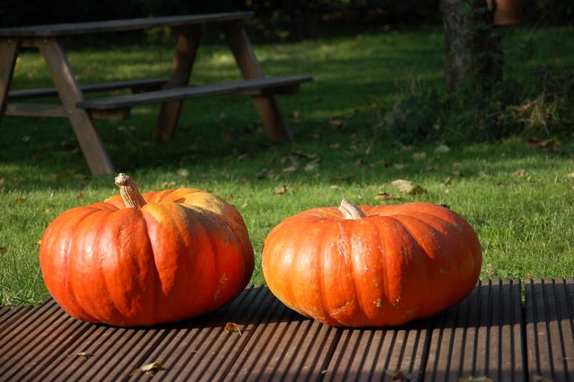 farmers pumpkin