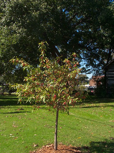 Young Ornamental Crabapple Tree, near Avalon Hall