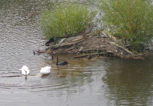 Black Swan Knees. Black swan, Shrewsbury
