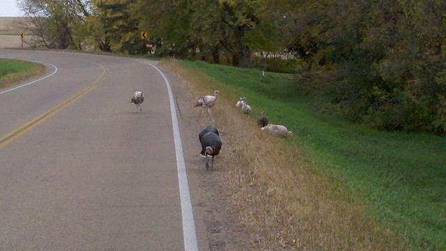 Wild Turkeys Near