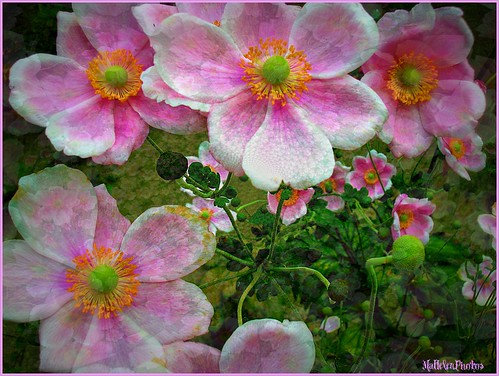 Pink fairies in the garden