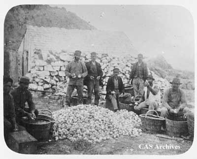 "A weeks egg gathering South Farallon Islands". Eight men around a pile of eggs.
