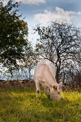 Portraits Vaches made in Cantal-28