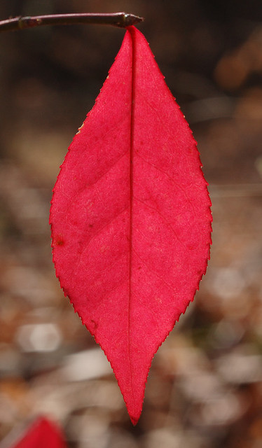 Broemmelsiek Park, in Saint Charles County, Missouri, USA - red leaf