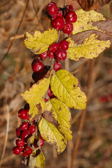 Broemmelsiek Park, in Saint Charles County, Missouri, USA - red berries with pale yellow-green leaves