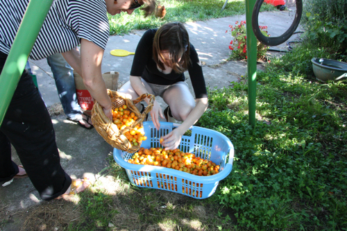 Yes - there were a lot of cumquats
