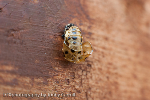 Ladybug Life