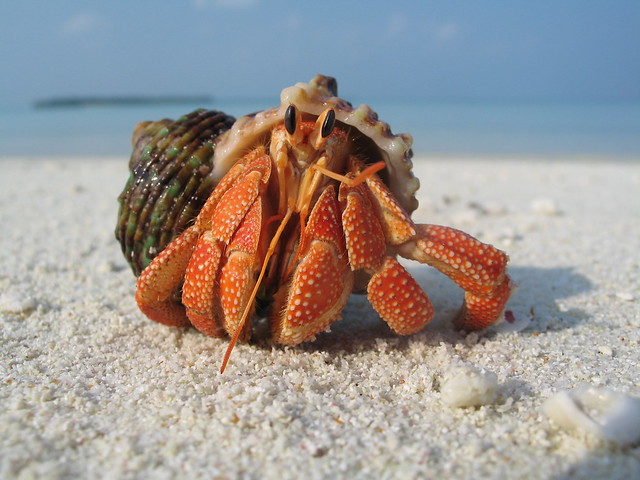Hermit_Crab_by_Exitialis