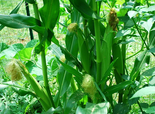 Corn stalks