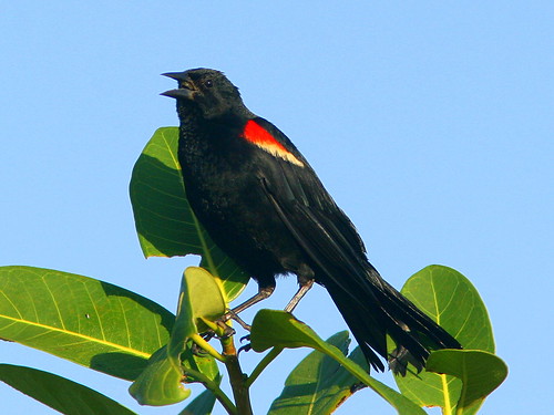 Red-winged Blackbird 2-20100729