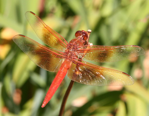 Dragonfly Cropped