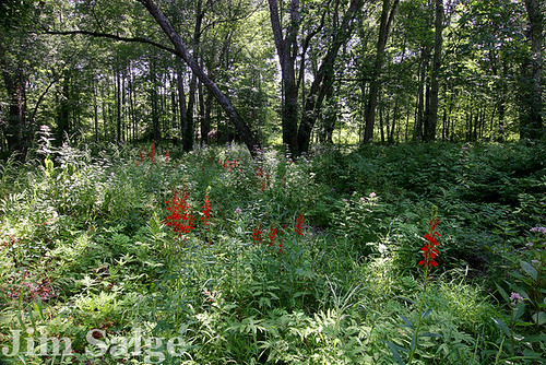 A Garden in the Woods I