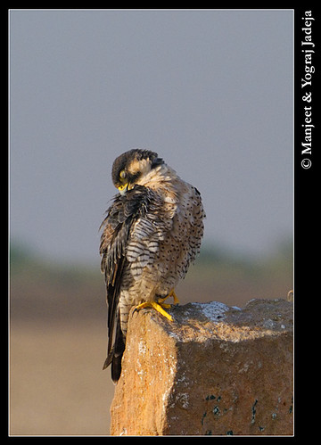 Peregrine Falcon (Falco peregrinus) preening