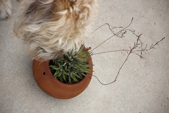spikey cactus flowers + dog