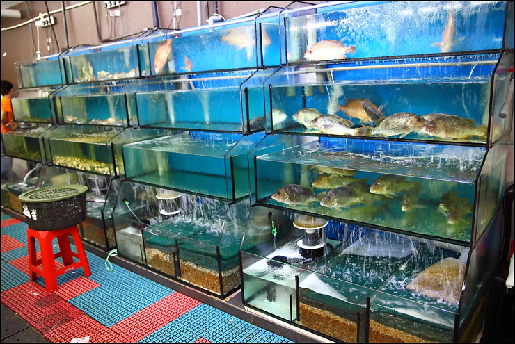 fish-tanks