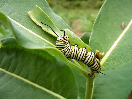 content caterpillar