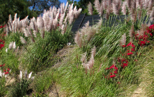 feather plants in the hills + los angeles