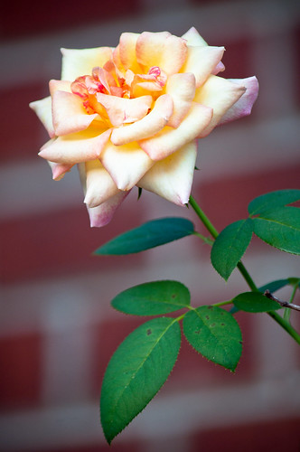 Rose Against A Brick Wall