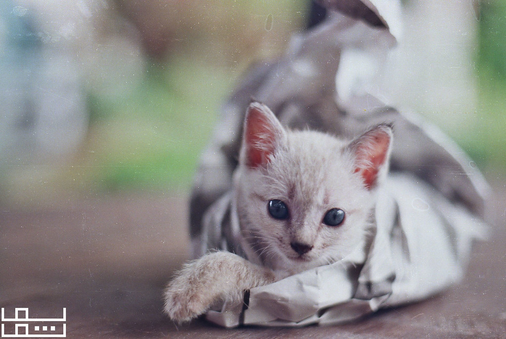 Wrapped Kitteh