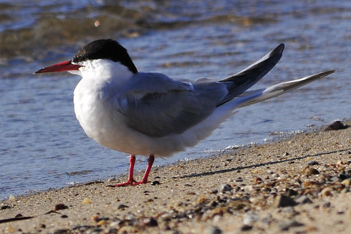 tern red legs and bill