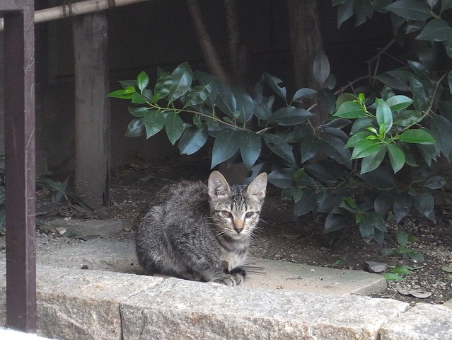 Today's Cat@2010-09-25