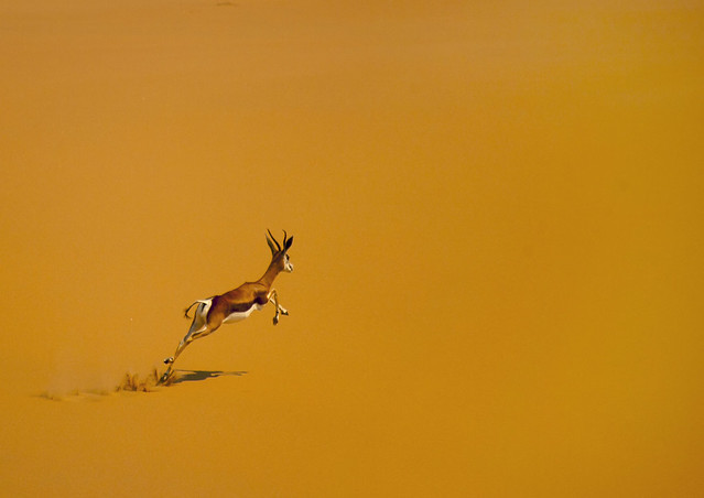 Impala in desert - Angola