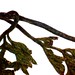 daucus-carota_leaf02