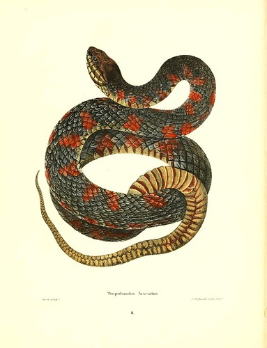 018-Tropidonolus fasciatus-North American herpetology…1842-Joh Edwards Holbrook